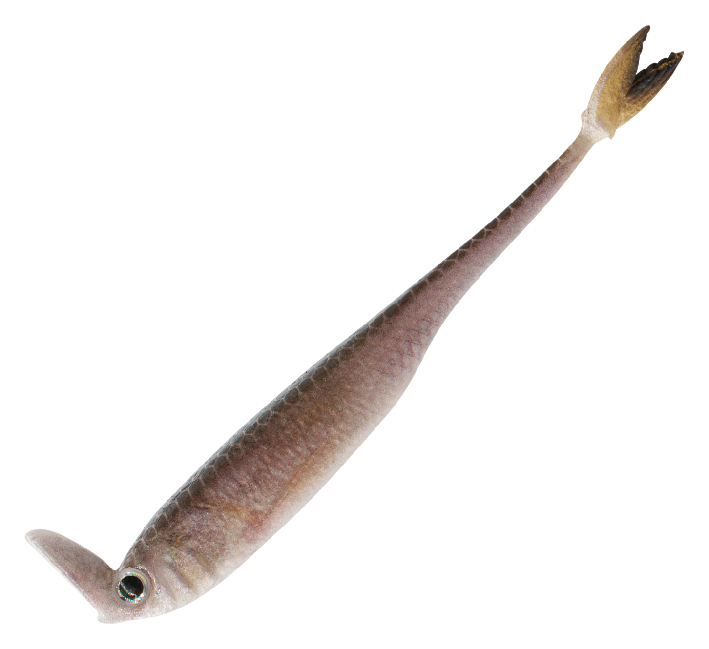 Image of "6th Sense Fishing Strobe Shaker - Live Minnow - 3.3"""