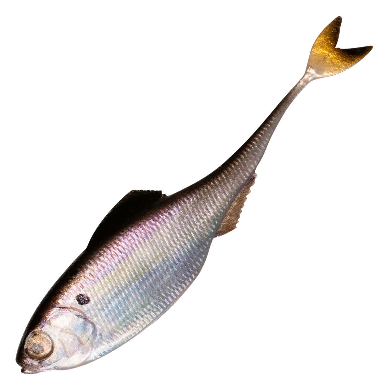 Image of "6th Sense Fishing Fiction Shad - Live Gizzard Shad - 2.8"""