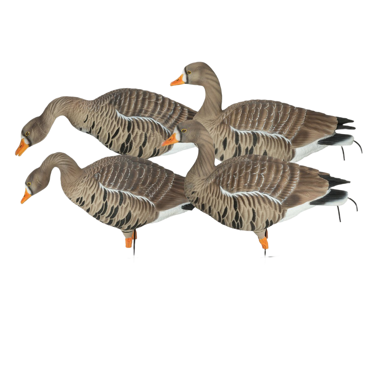 GHG Pro Grade XD Specklebelly Harvester Decoys 4 Pack - Greenhead Gear