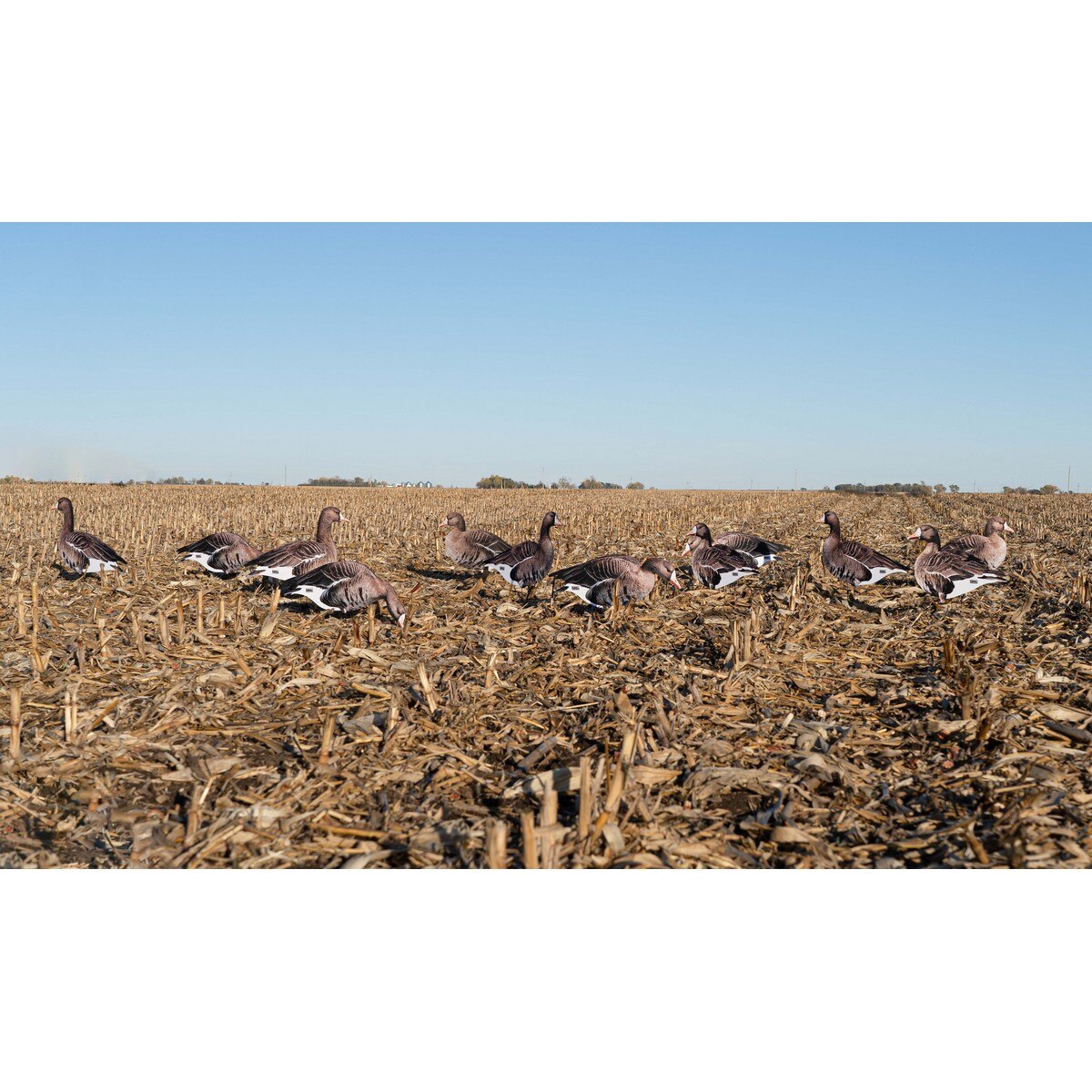 Image of GHG Pro Grade Specklebelly Goose Silo Decoys 12 Pack