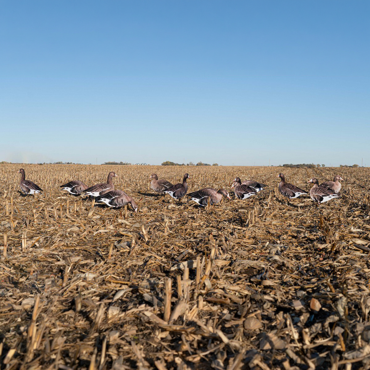 GHG Pro Grade Specklebelly Goose Silo Decoys 12 Pack - Greenhead Gear