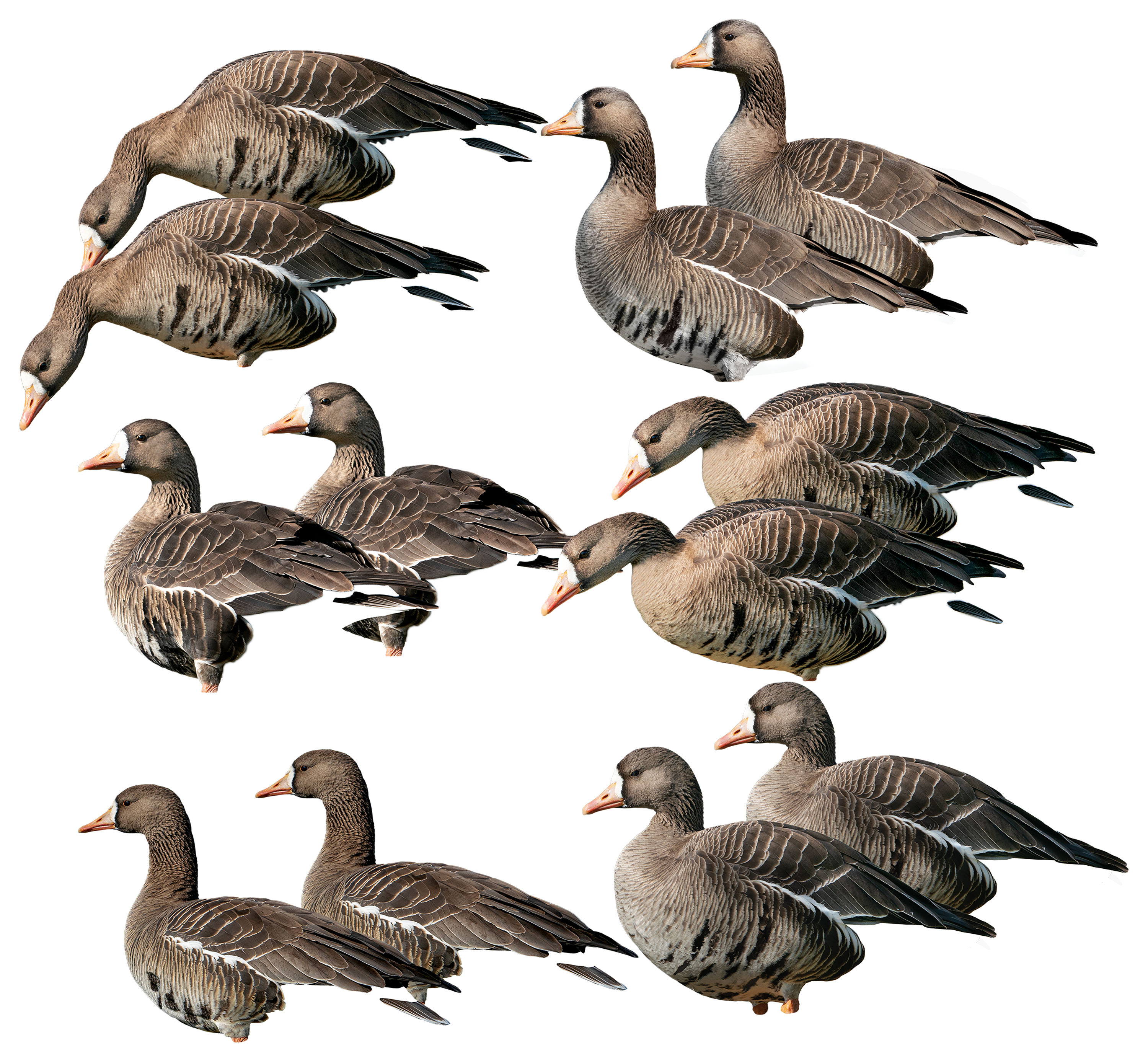 GHG Pro Grade Specklebelly Goose Silo Decoys 12 Pack