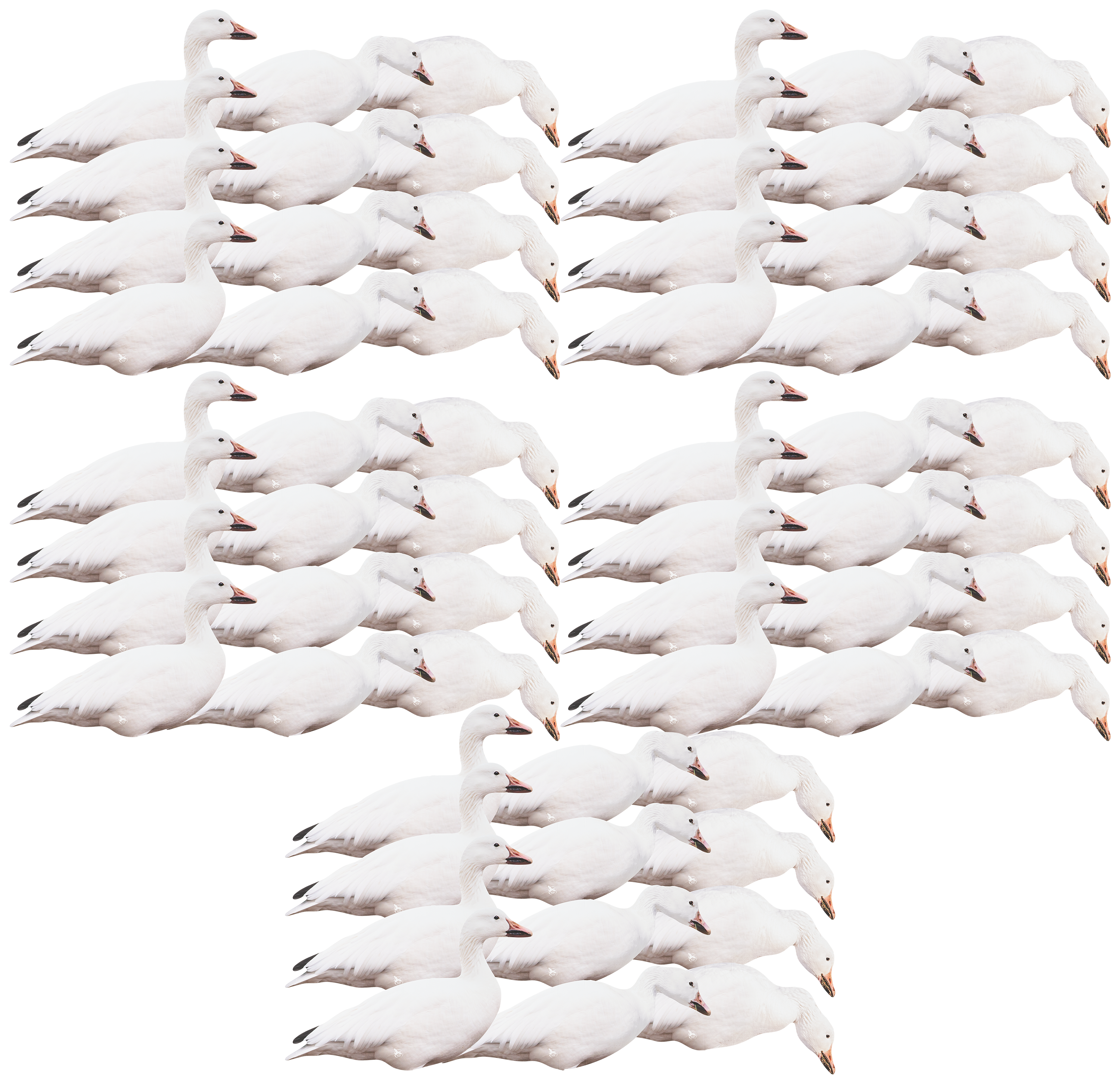 Image of Northern Flight Snow Goose Silhouette Goose Decoy - 60 Pack