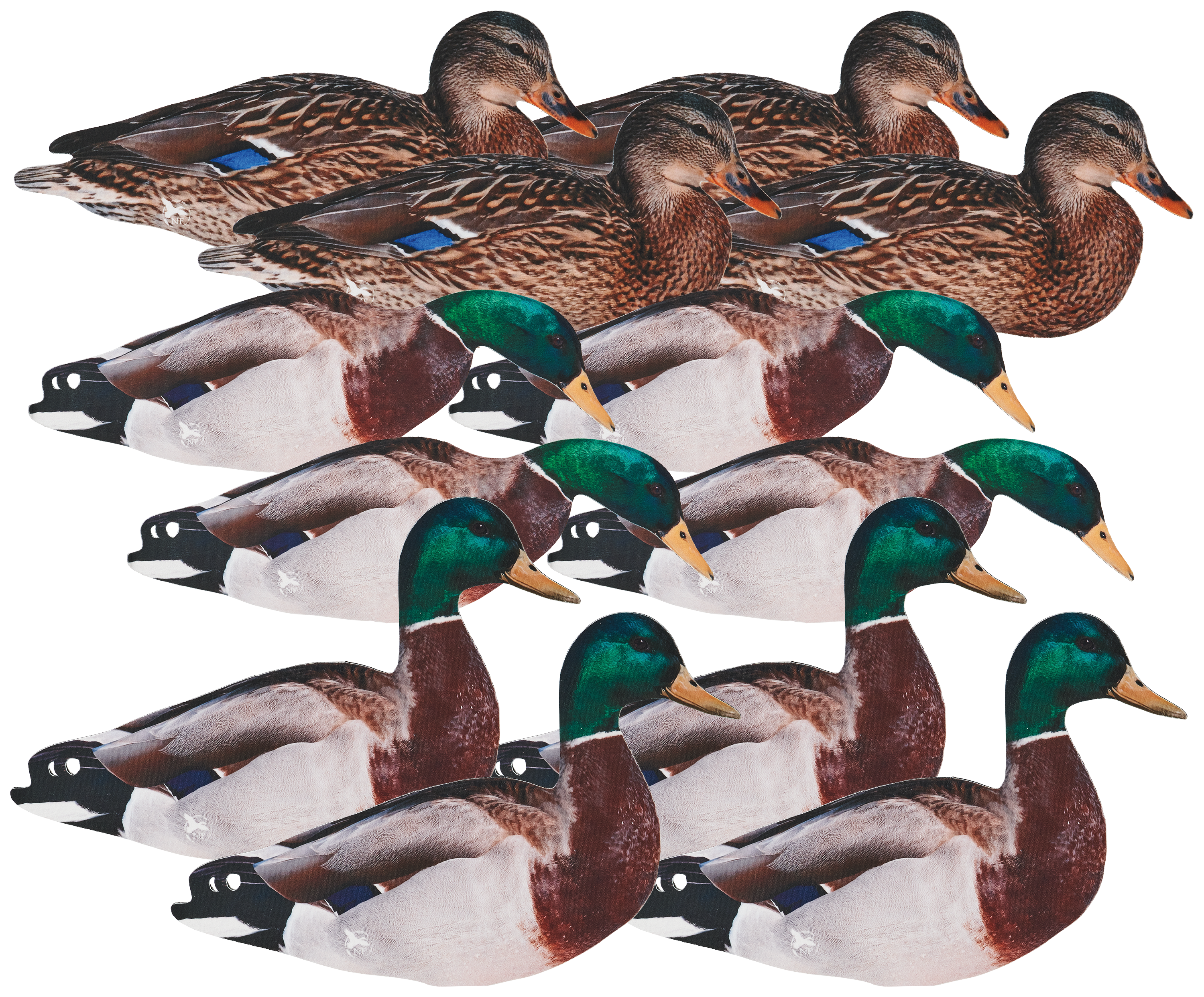 NORTHERN FLIGHT Mallard-áFlocked Silhouette Duck Decoys-á12 Pack