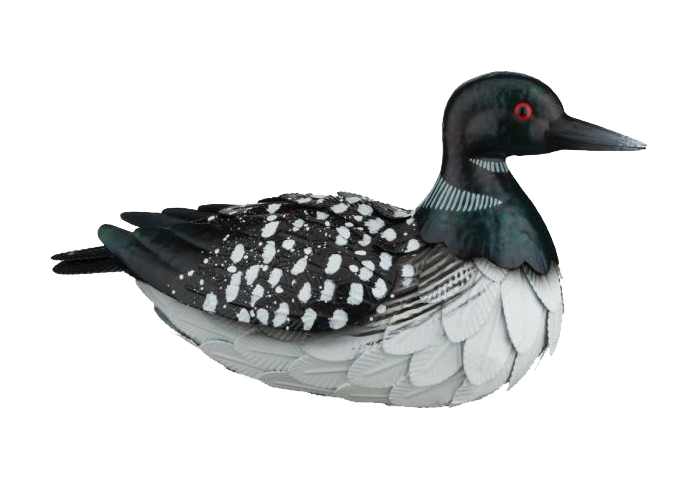 Image of Regal Art and Gift Loon Yard Decor