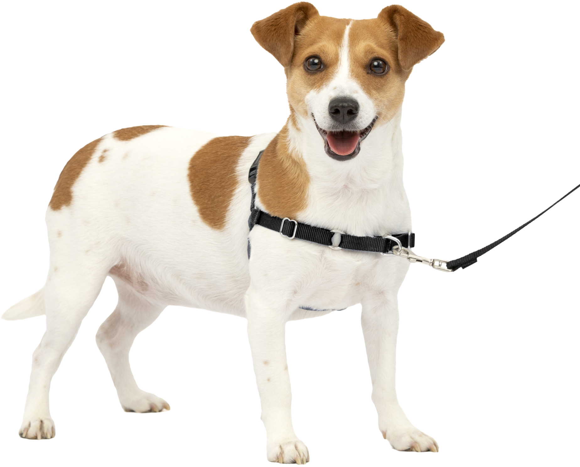 PetSafe Easy Walk Dog Harness - Charcoal - Large
