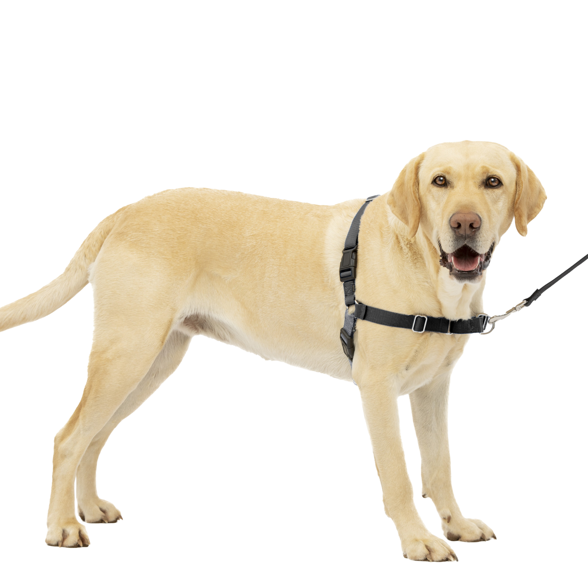 PetSafe Easy Walk Dog Harness - Charcoal - Medium