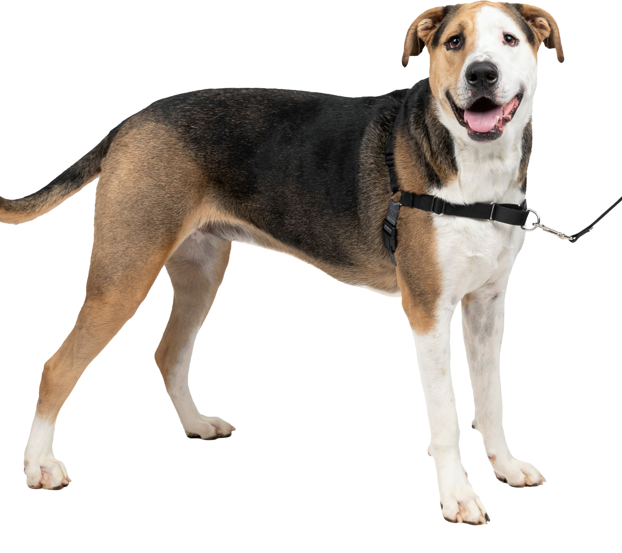 PetSafe Easy Walk Dog Harness - Charcoal - Small
