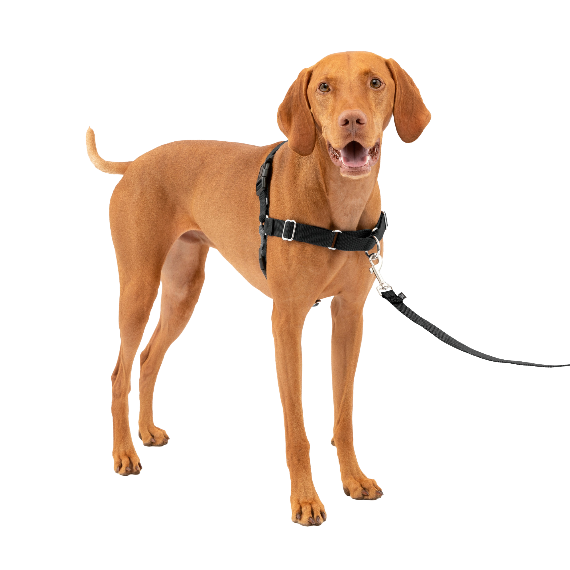 PetSafe Easy Walk Dog Harness - Charcoal - XLarge