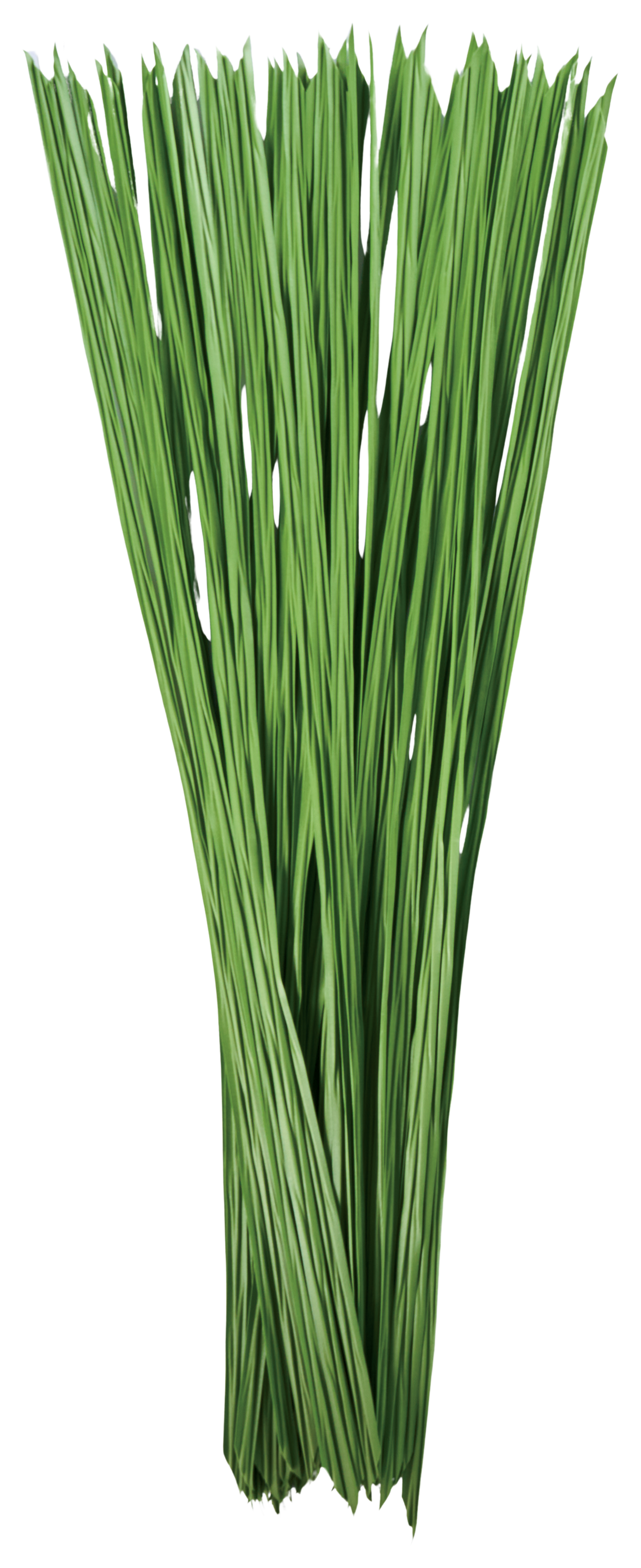 Image of Northern Flight Grass Blade Bundle - Winter Wheat - 10 lbs. Bundle