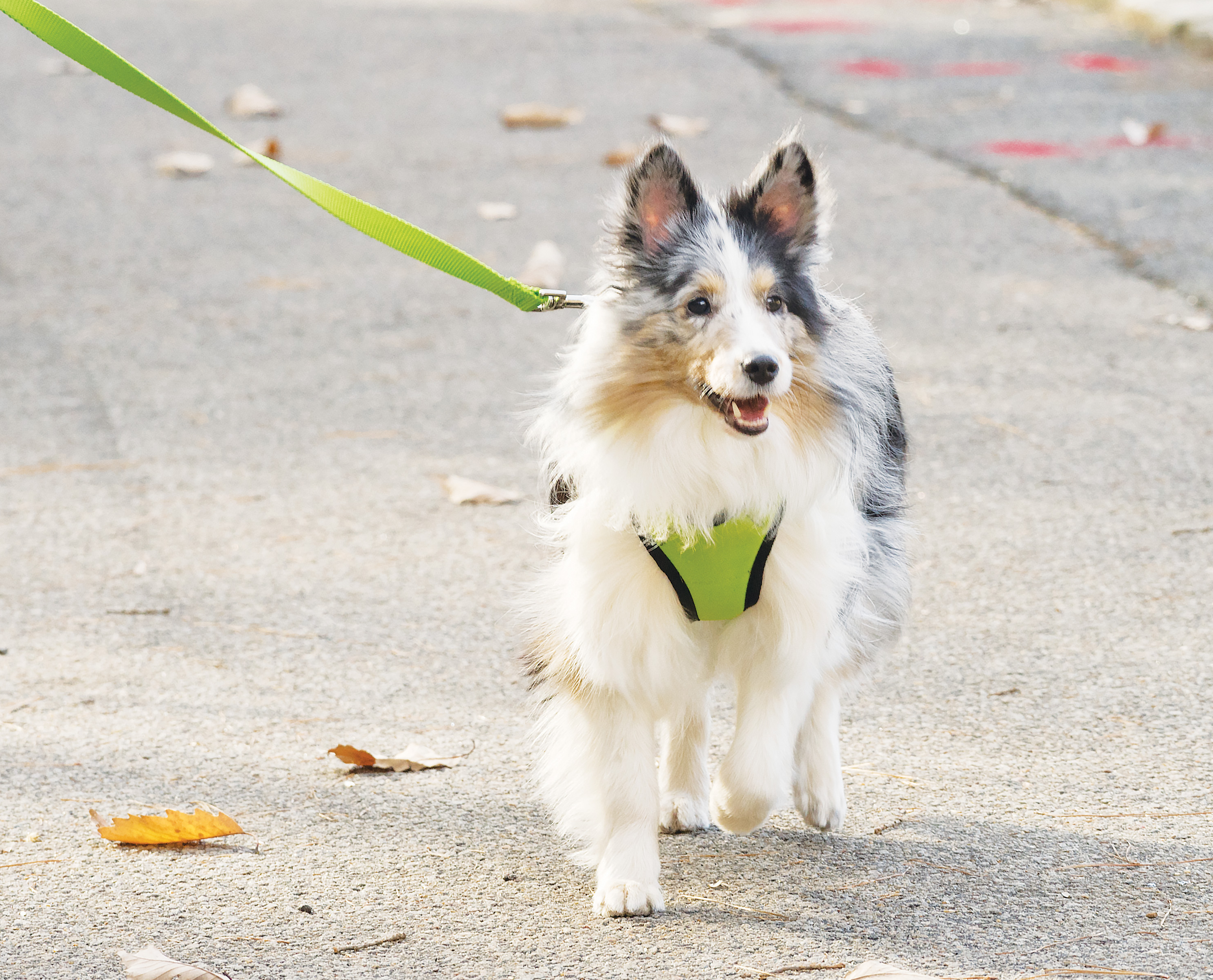 PetSafe EasySport Dog Harness - Apple - Small