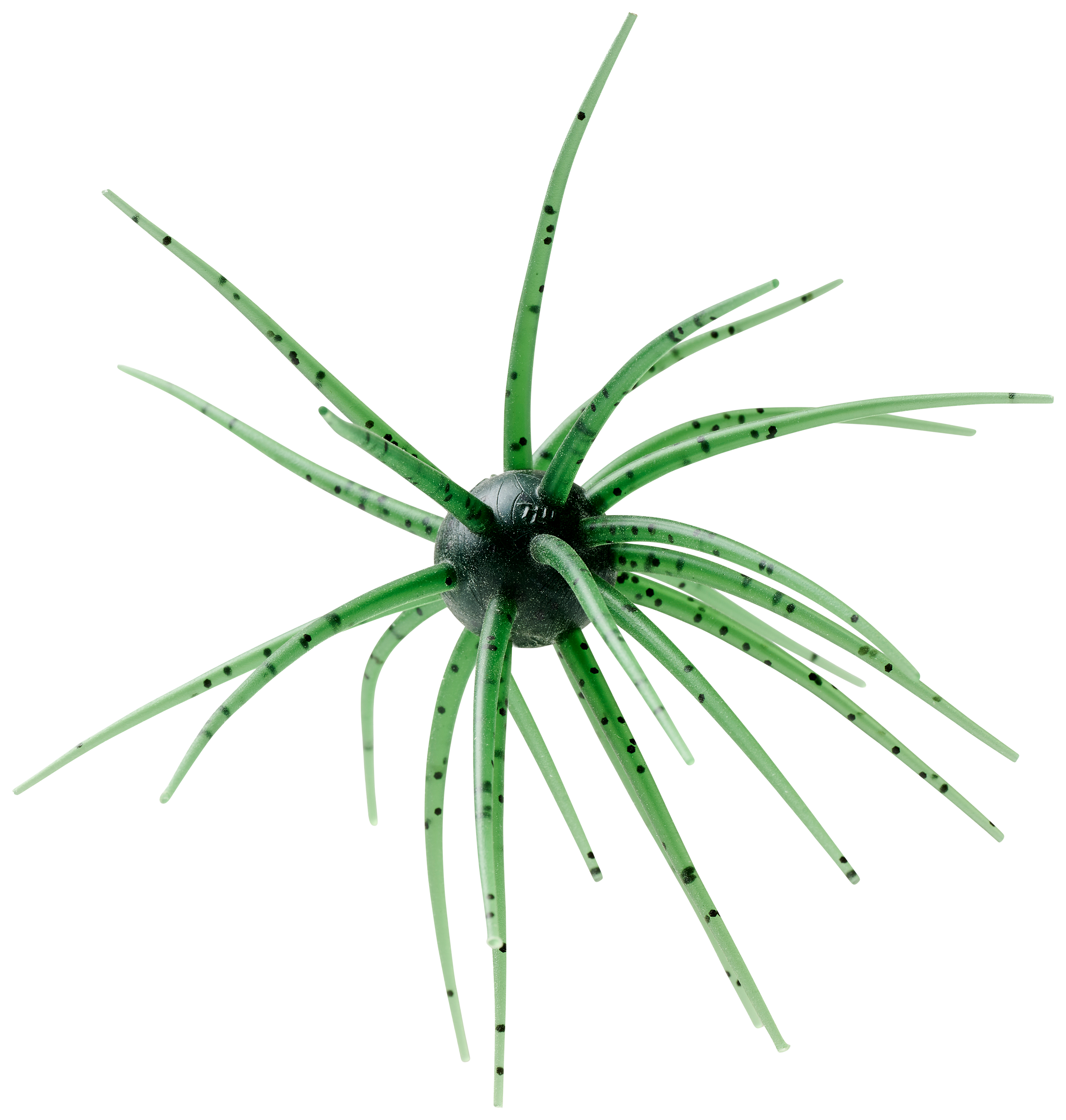 Image of Hideup Coike - Watermelon Seed US - 17mm