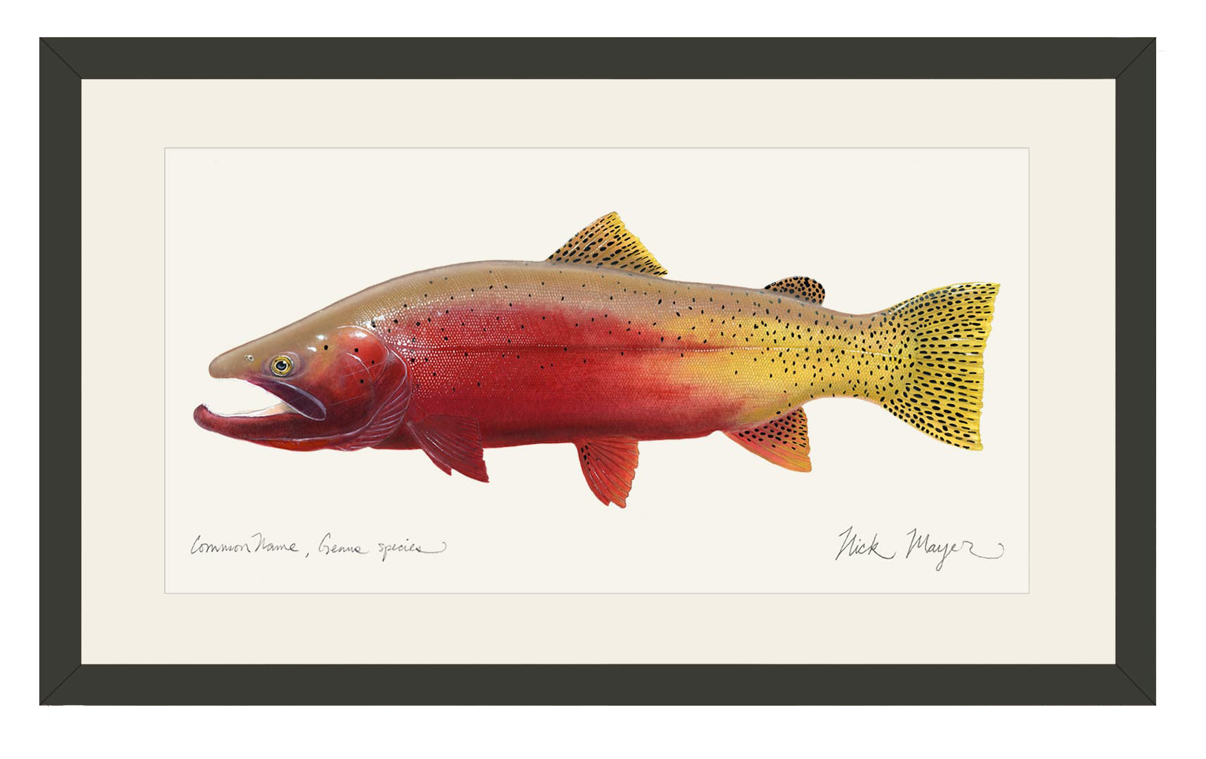 Image of Cutthroat Trout II Open-Edition Framed Print by Nick Mayer