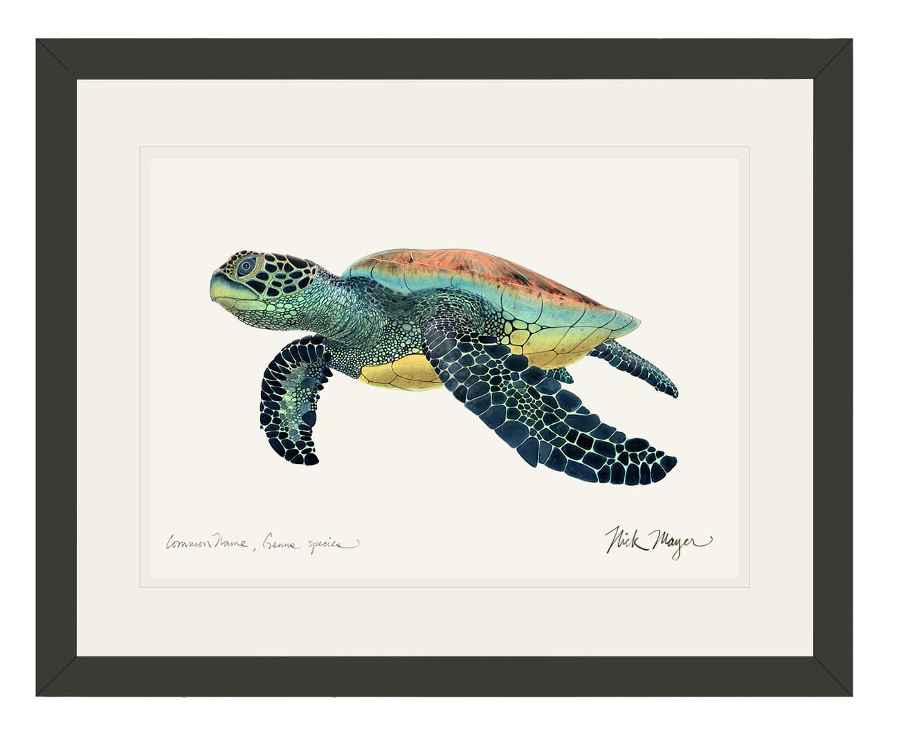 Image of Green Sea Turtle II Open-Edition Framed Print by Nick Mayer
