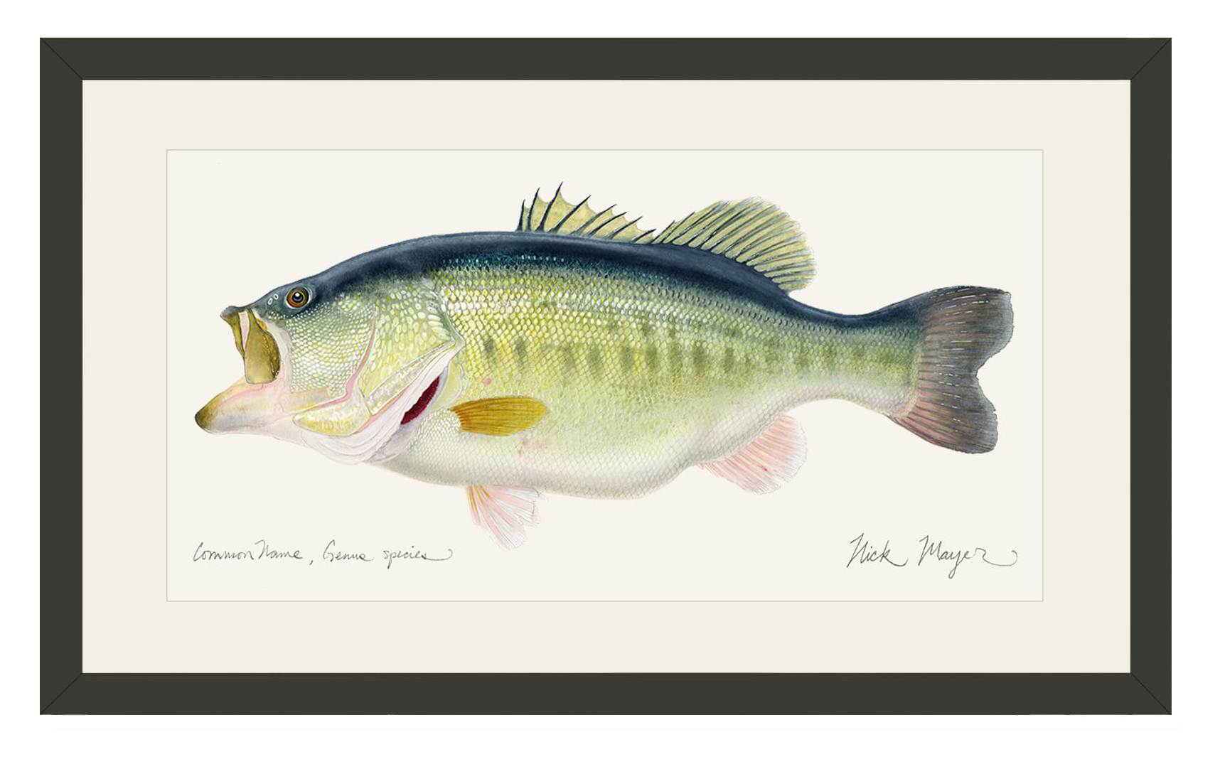Image of Largemouth Bass III Open-Edition Framed Print by Nick Mayer