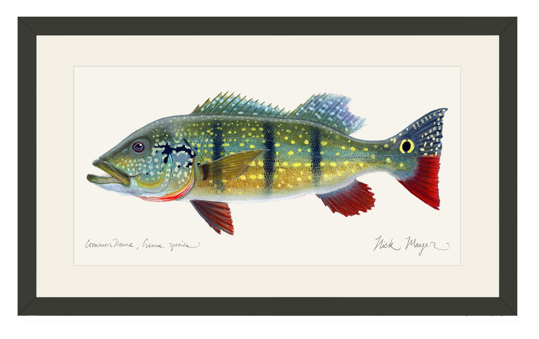 Image of Nick Mayer Peacock Bass Open-Edition Framed Print