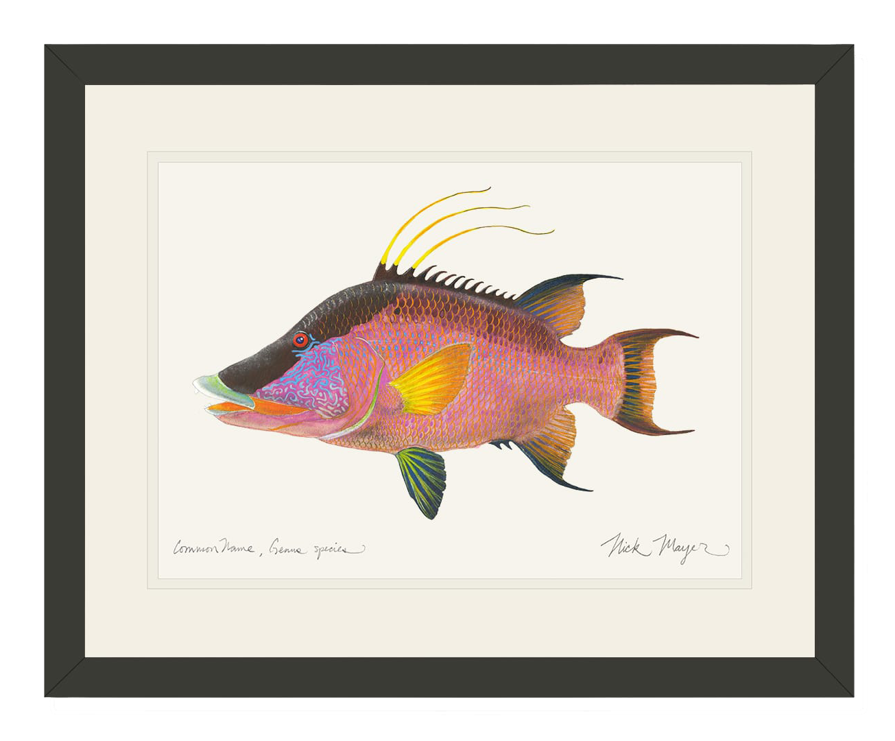 Image of Nick Mayer Hogfish Open-Edition Framed Print