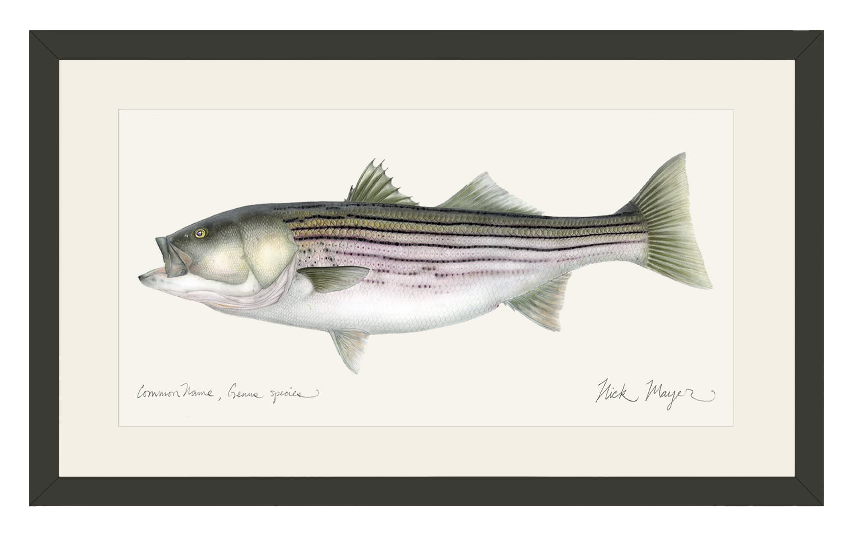 Image of 30-lb. Striped Bass Open-Edition Framed Print by Nick Mayer