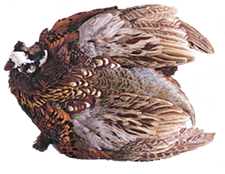 WHITE RIVER FLY SHOP Ringneck Pheasant Skin Tying Material