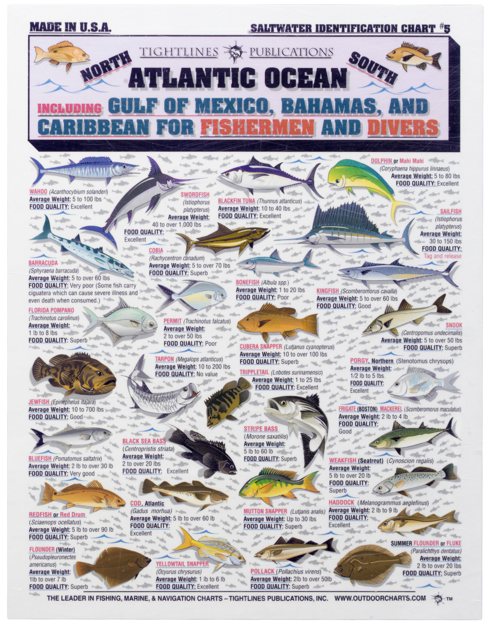 Bait Catching Fish & Sea Life Card Set - South Atlantic & Gulf of Mexico