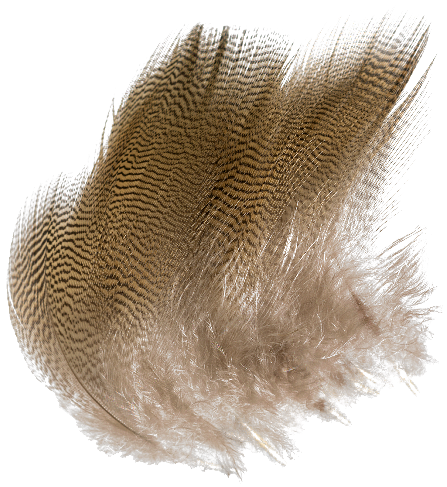 CABELA'S Wood Duck Feathers