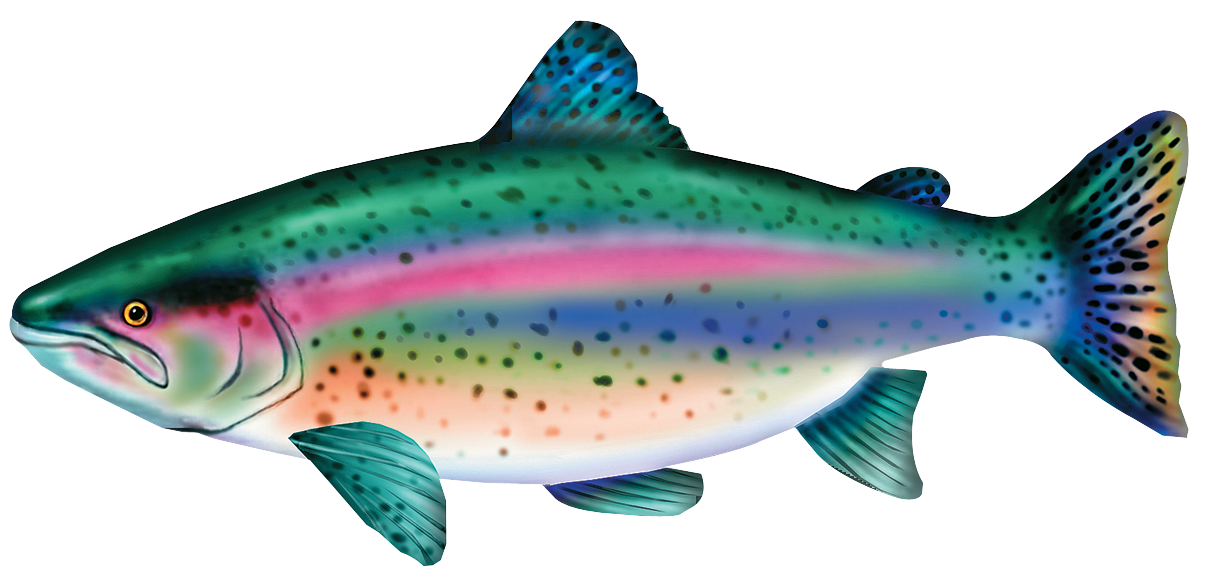 Rainbow Trout - Curvy Size Leggings