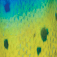 Dorado