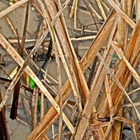 Mimichrist Karma Wetlands