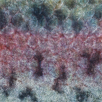 Rainbow Trout