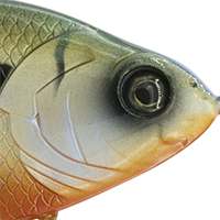 4K Bluegill