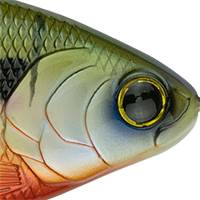 4K Bluegill