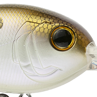 4K Shad