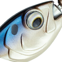 4K Shad