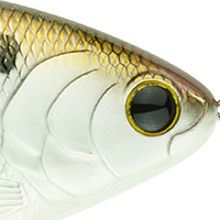 4K Shad