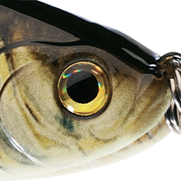 Alewife