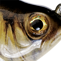 Alewife