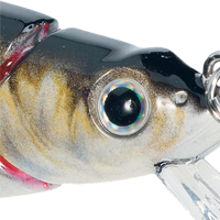 Alewife