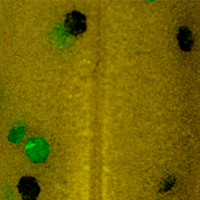 Amber/Green Flake