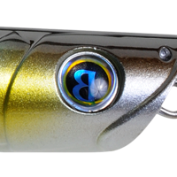 American Shad