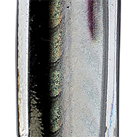 Anchovie