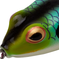 Aqua Frog