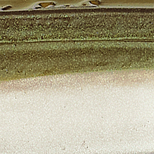 Arkansas Shiner
