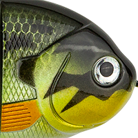 Baby Bass