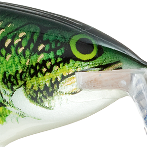 Baby Bass