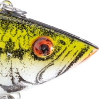 Baby Bass