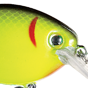 Black Back Chartreuse