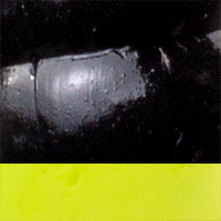 Black/Chartreuse