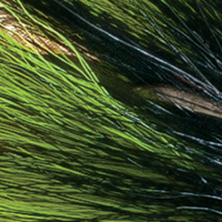 Black Chartreuse/Chartreuse