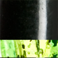 Black Chartreuse Pepper