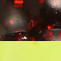 Black Neon Chartreuse Tail